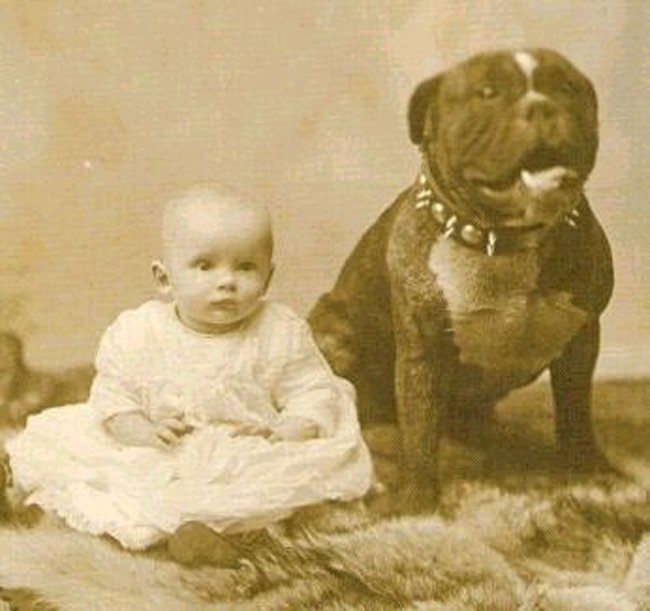 Hace 100 años los pit bull tenían excelente reputación y eran “perros niñeras”