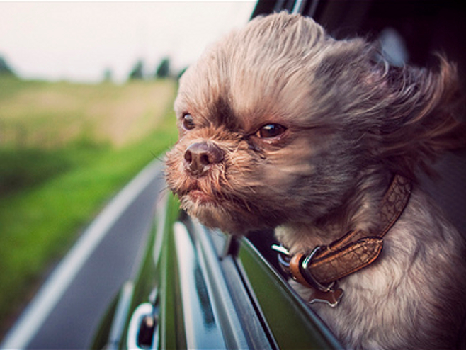 PERROS COCHE VENTANILLA  A tu perro le gusta sacar la cabeza por la  ventanilla del coche: esta es la multa si lo hace