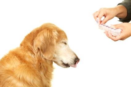 Como darle una pastilla a tu perro