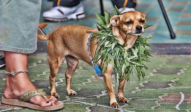 Cuales son los efectos de la marihuana en tu perro?