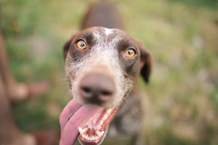 ¿Pueden los Perros reírse?