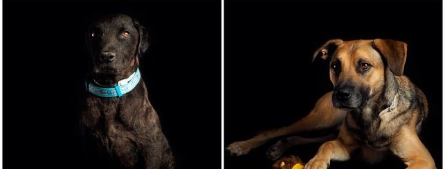 Una nueva campaña de adopción de perros en Madrid conmueve con fotografías