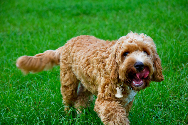 Como escogen los perros un lugar para defecar