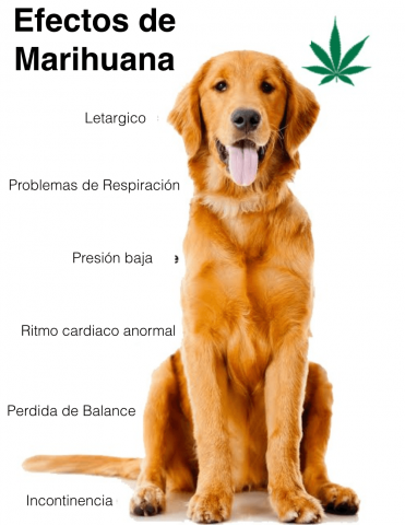 Efectos de marihuana en perros