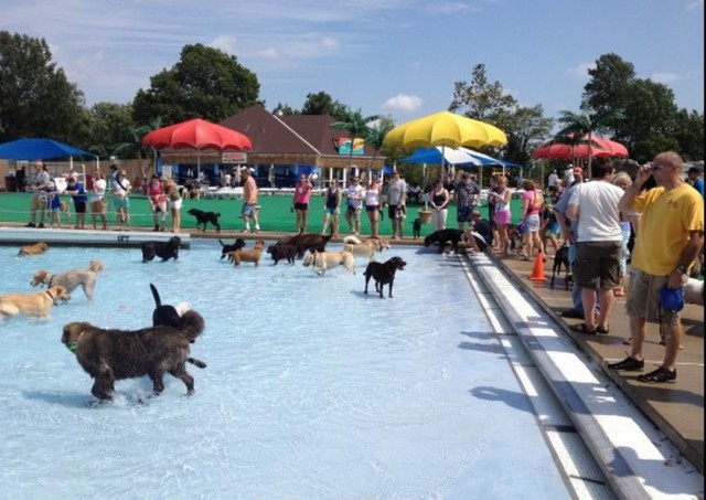Foto_Parque Acuático_Perros