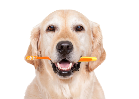 8 Consejos para cuidar los dientes de tu perro