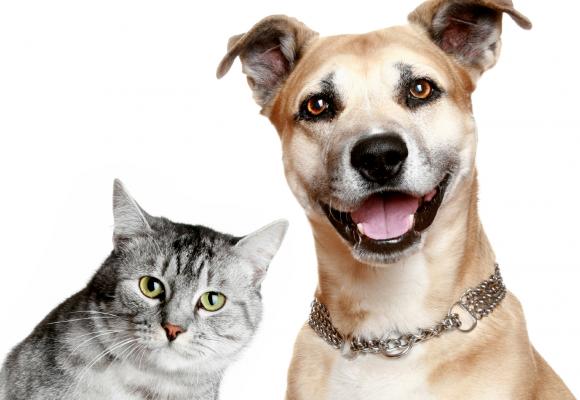 Cual mascota es mejor para ti: ¿Perro o gato?