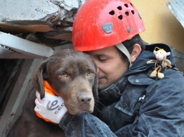 perro ha salvado vidas en terremotos