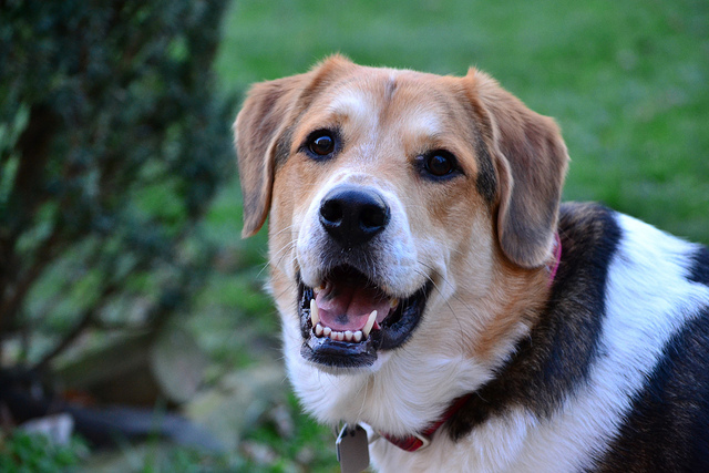 ¿Qué siente tu perro al verte?