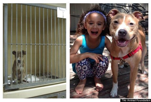 ¡El amor lo puede todo! Mira 8 casos de perros abandonados y su cambio al ser adoptados