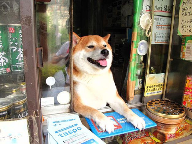 Rubí más Categoría Perro es empleado de tienda en Japón - Todos
