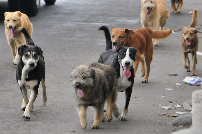 Más de 120 perros son adoptados en evento de adopción