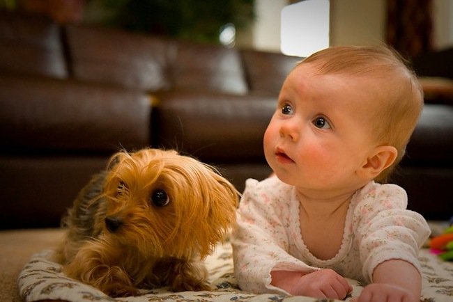 Estudio demuestra un bebe entiende mejor a un perro que tu!