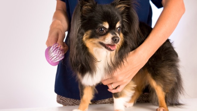 ¿Conoce la manera correcta de cuidar el pelaje de tu perro?