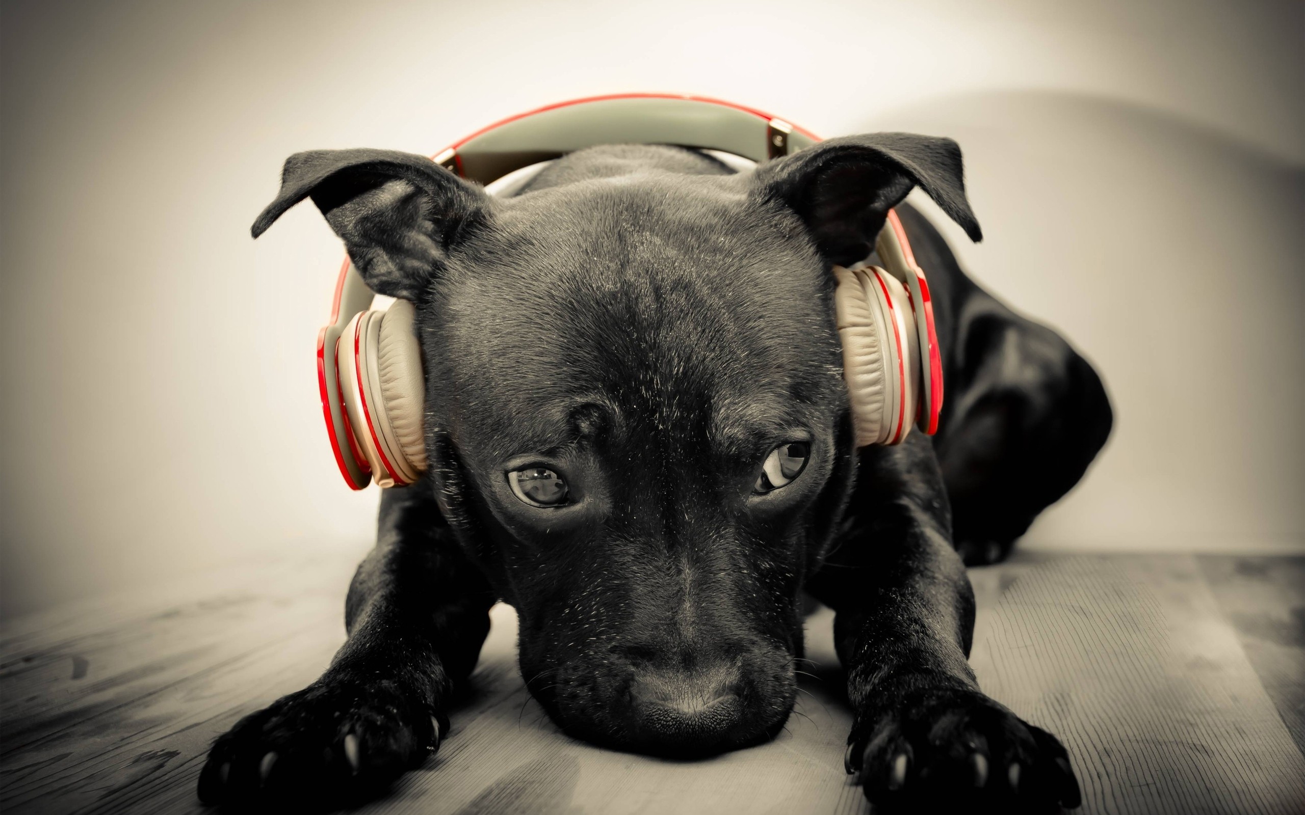 ¿A los perros les gusta la música?