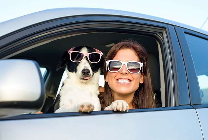 ¿Cómo viajar con tu perro de una manera segura? ¡Sigue nuestros consejos!