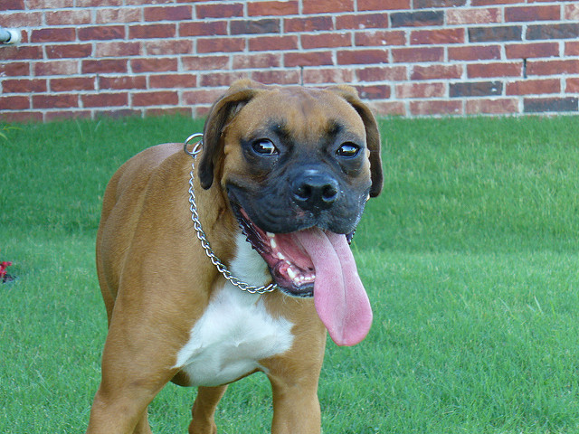 ¿Por qué los perros sacan tanto la lengua?