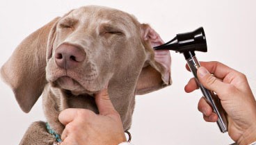 Cuidando los oídos de tu hijo perro
