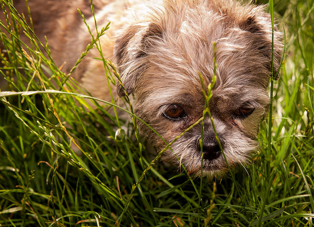 9 plantas toxicas para tu perro