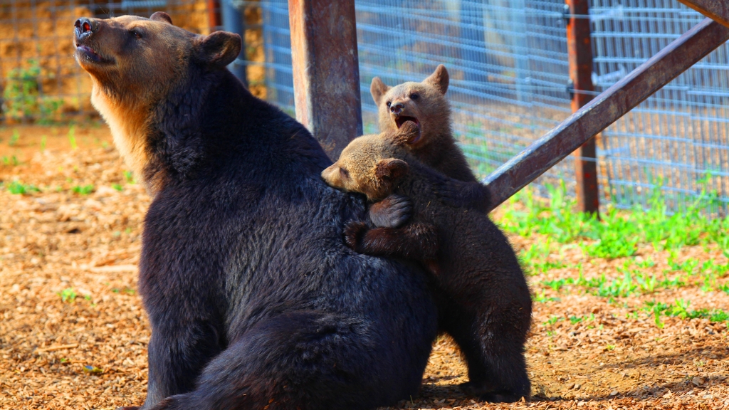 ¡Una familia de osos! ¡Te robarán el corazón!