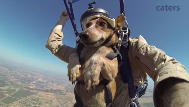 Perro y dueño realizan juntos un salto en paracaídas