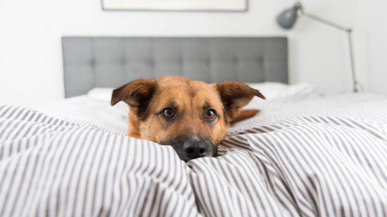 3 Razones debes saber antes dejar dormir a tu perro en tu cama
