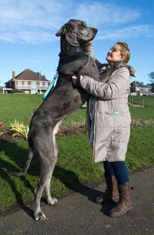 Perros Gigantes