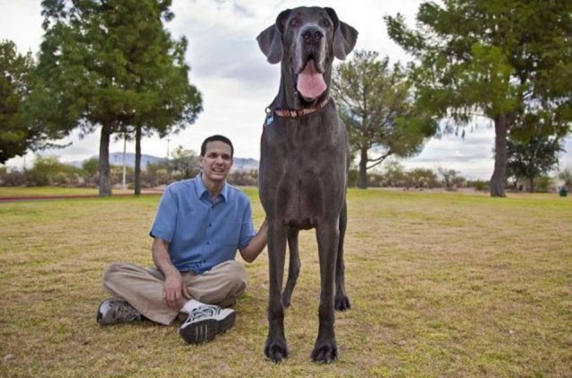 Perros Gigantes