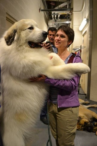 Perros Gigantes