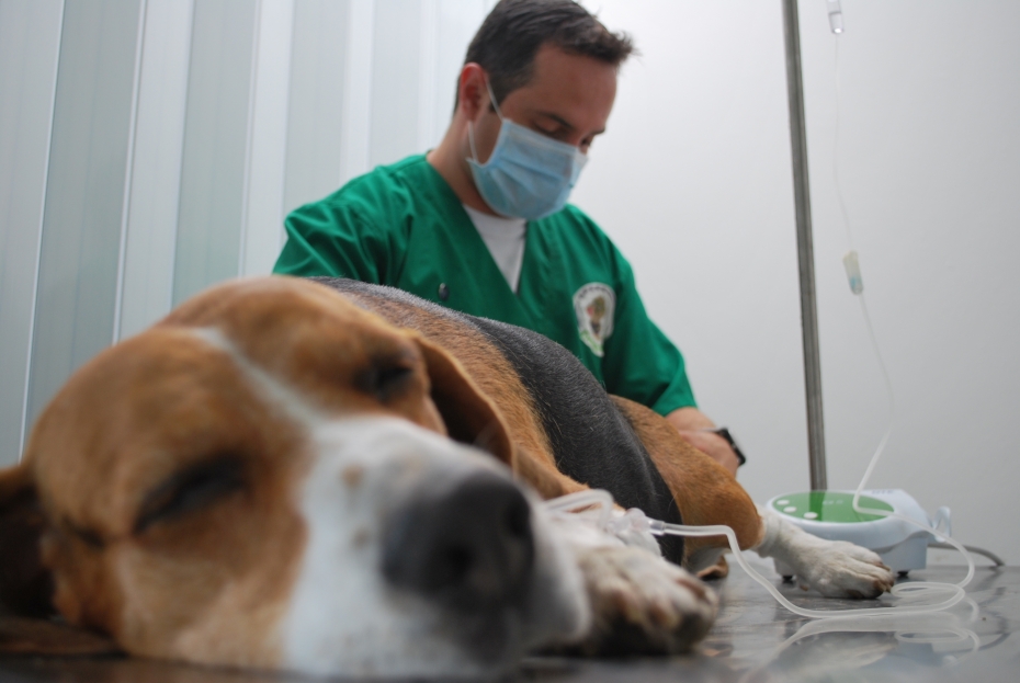 Una razón más para esterilizar a tu perro: Cancer venéreo