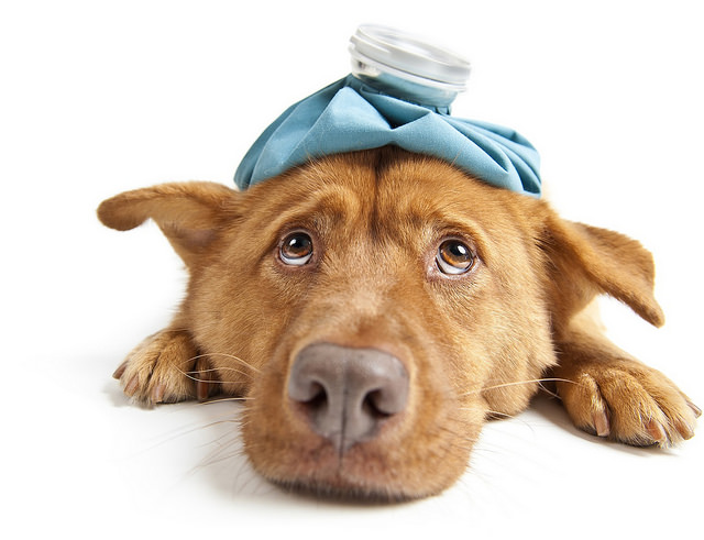 Sabes las 10 enfermedades más comunes que le pueden dar a tu perro?