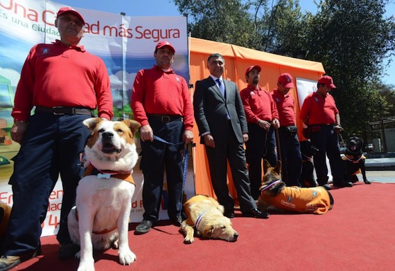 De perros callejeros a Brigada de Seguridad en Chile