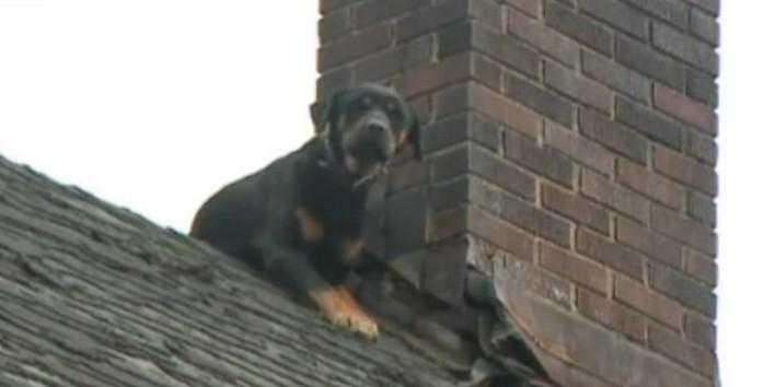 Perro en terrible estado olvidado en azotea es rescatado por vecinos