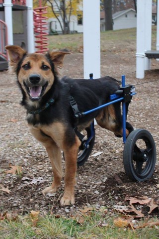Foto_Perro_Praplejico 2