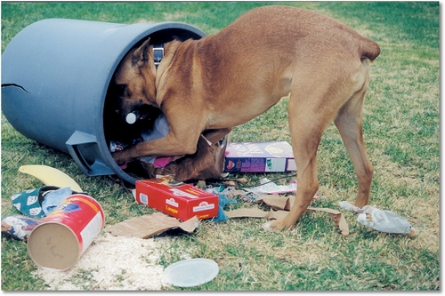 ¿Por qué los perros adoran la basura?
