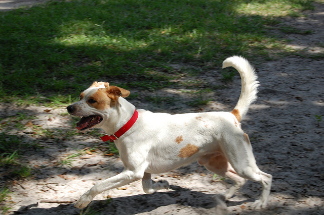 Sabes por qué los perros rascan el suelo tras hacer sus necesidades?