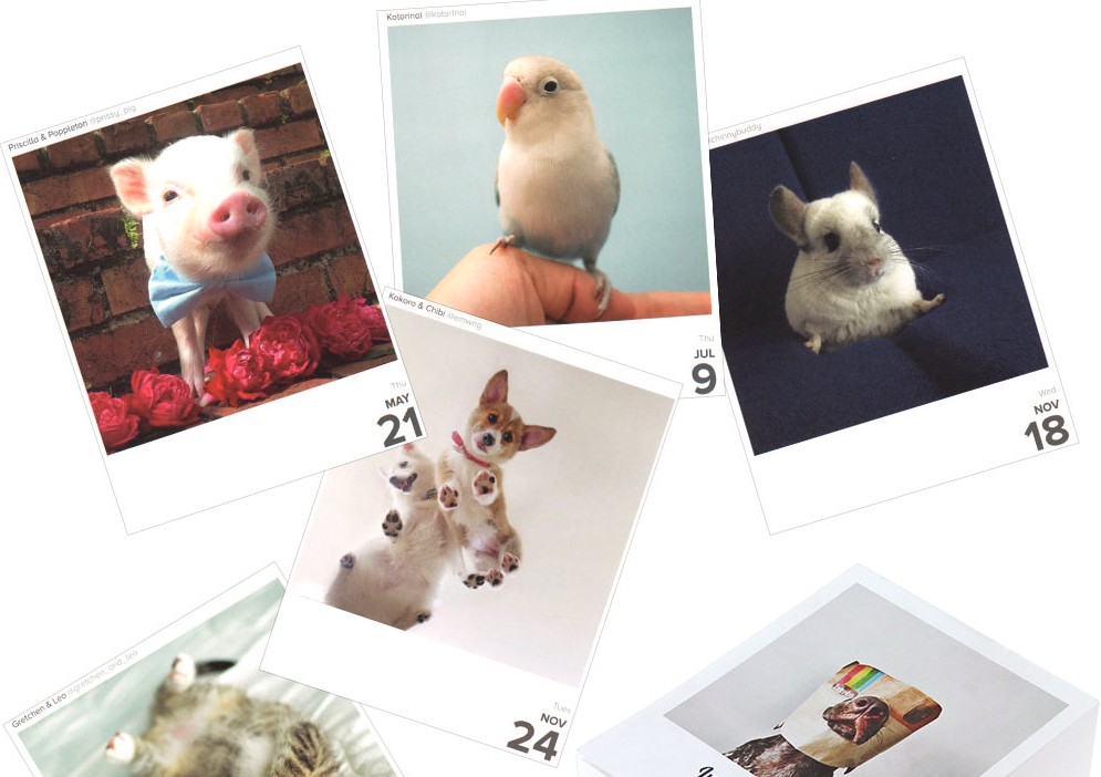 Instagram dona ganancias de su calendario mascotas a la protección de animales