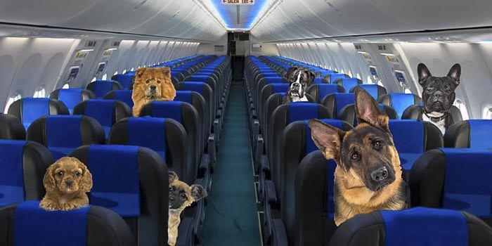 aerolineas permiten perros y gatos