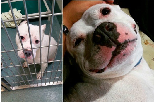 Fotos de perros antes y después de ser adoptados