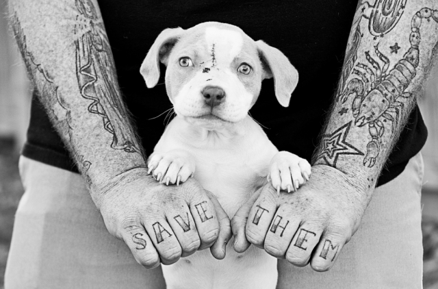 Perros rescatados y tatuajes