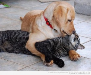 foto-graciosa-perro-gato-dandose-beso