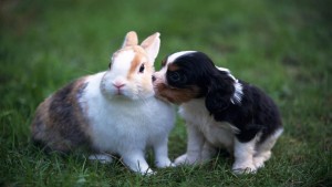 teach-dog-to-kiss