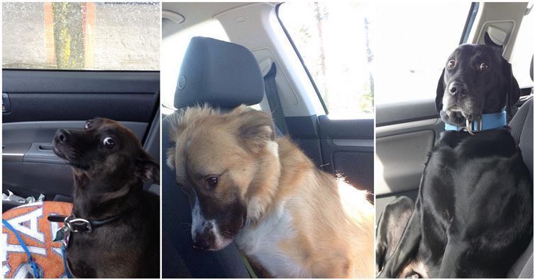 10 Fotos de perritos cuando se dan cuenta van al veterinario!