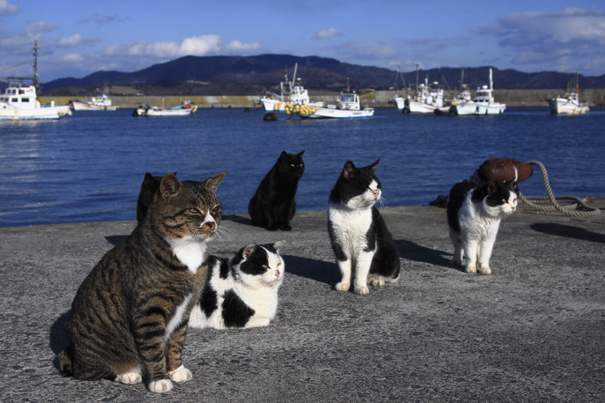 Tashirojima. La isla en Japón donde hay más gatos que personas