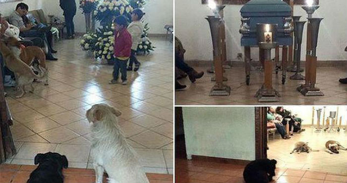 Perros callejeros asisten al funeral de quien en vida los alimentó por años