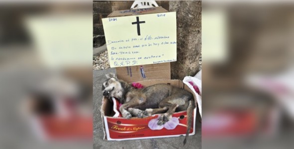 Le rinden honores con funeral al perro que cuido colonia por 10 años