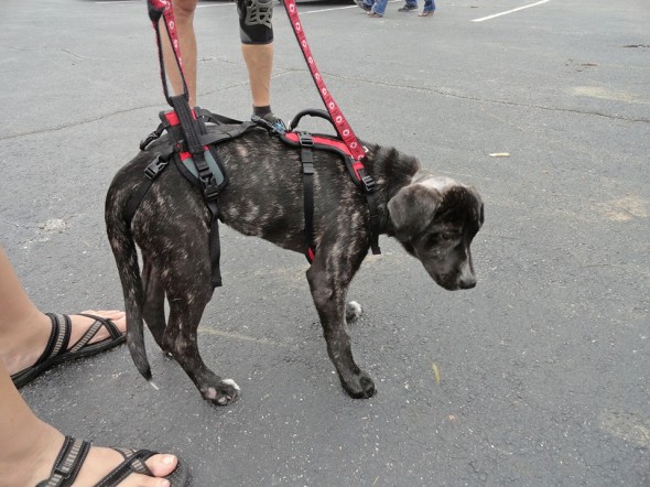 Gracias a donativos, perrita volverá a caminar :)