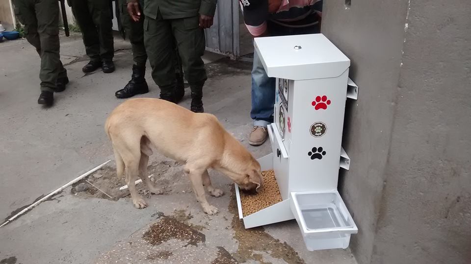 Perros sin casa no pasarán más hambre! esta Ciudad Colombiana ejemplo a seguir…