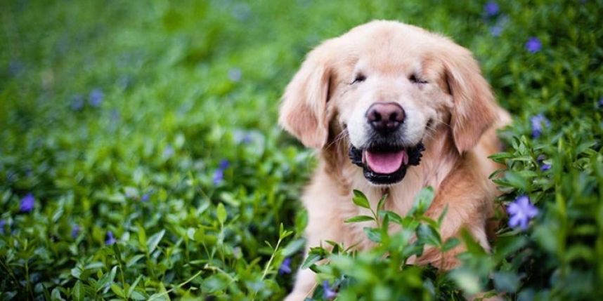 Smiley, el perro ciego terapeuta que ayuda a niños enfermos
