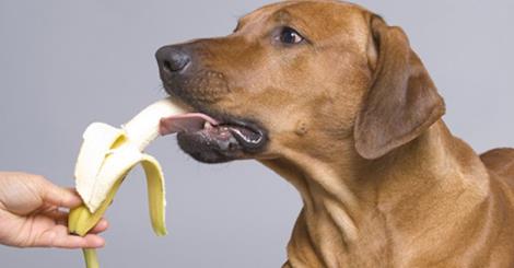 ¿Conoces las 13 Frutas que tu perro puede comer y disfrutar?